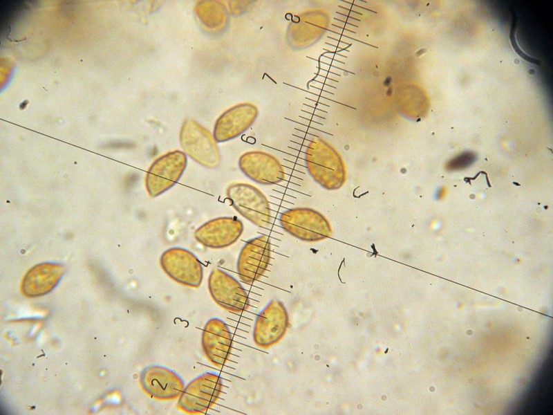 Cortinarius da determinare